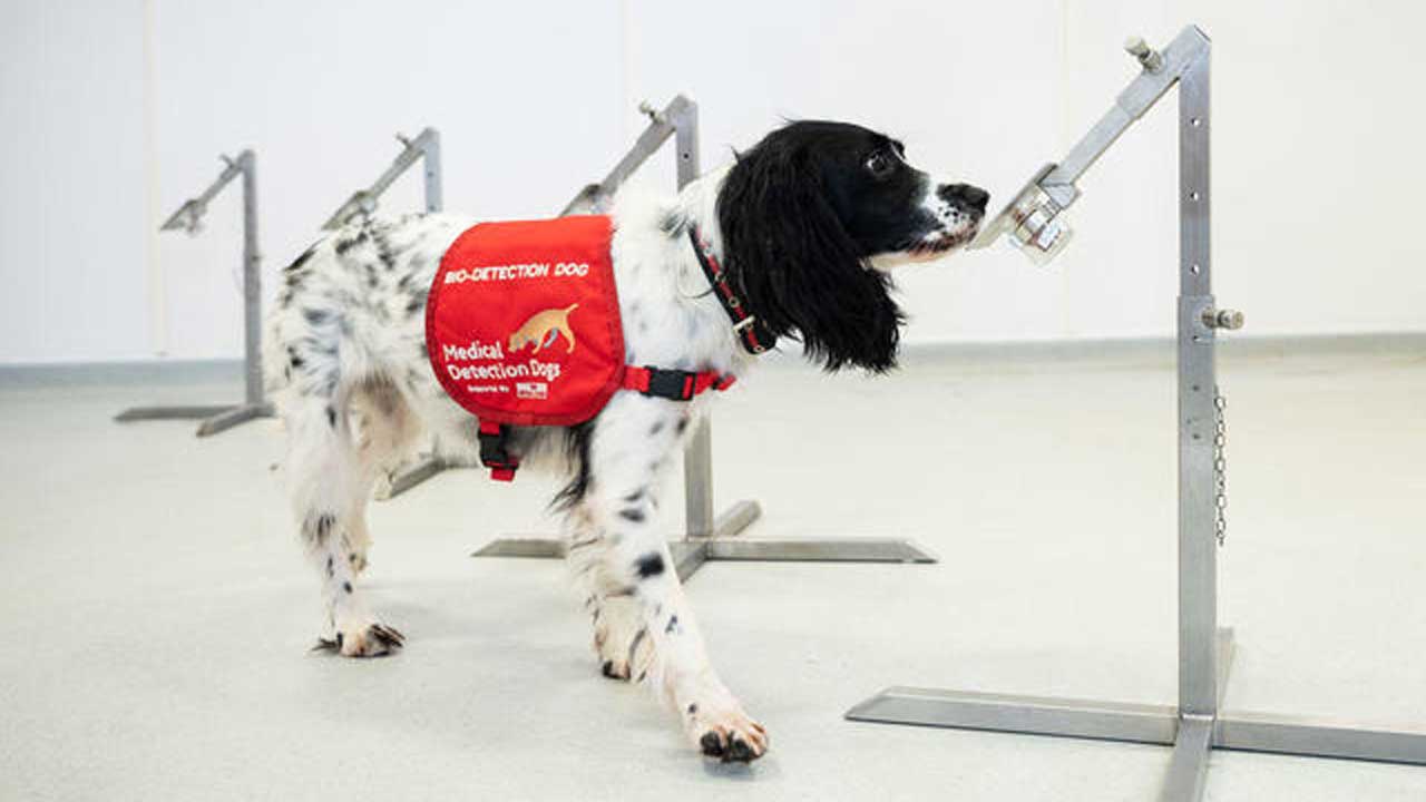 Researchers Trained Dogs To Sniff Out COVID-19 Infections In Just A Few Days