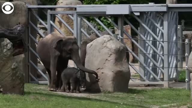 Too Cute! Baby Elephants Explore Outside