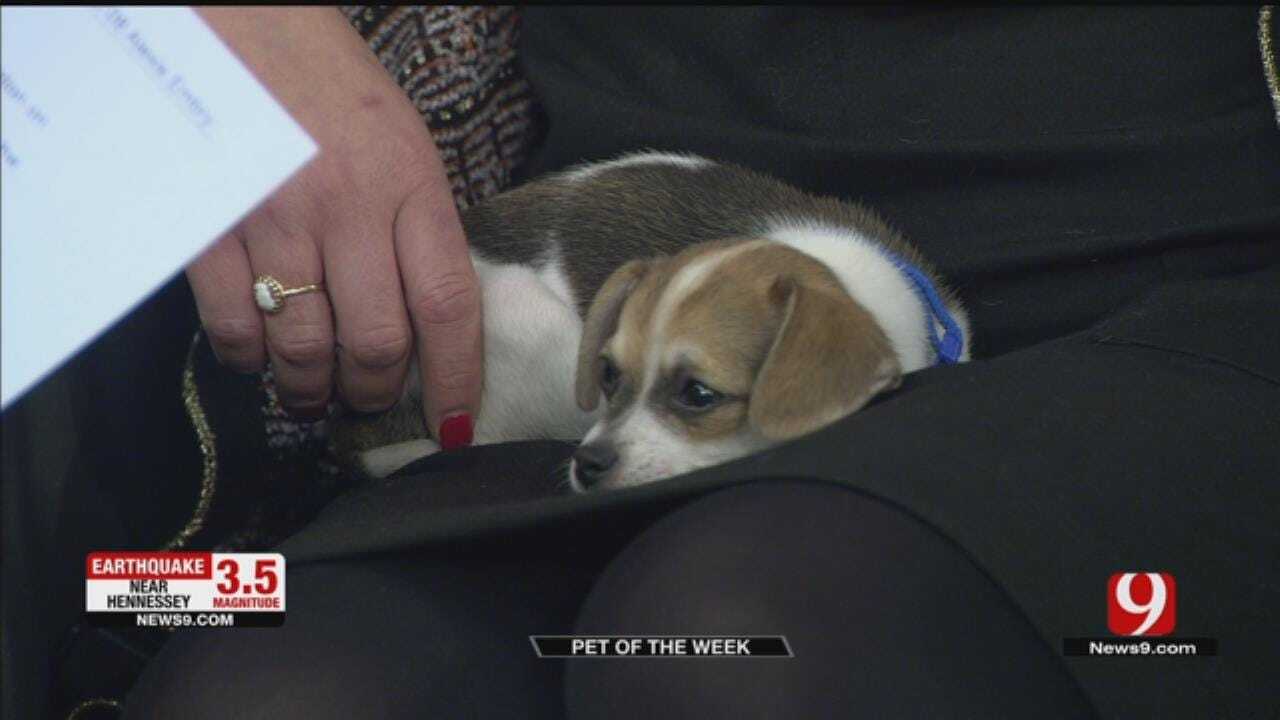 Pet Of The Week: Meet Bootsy