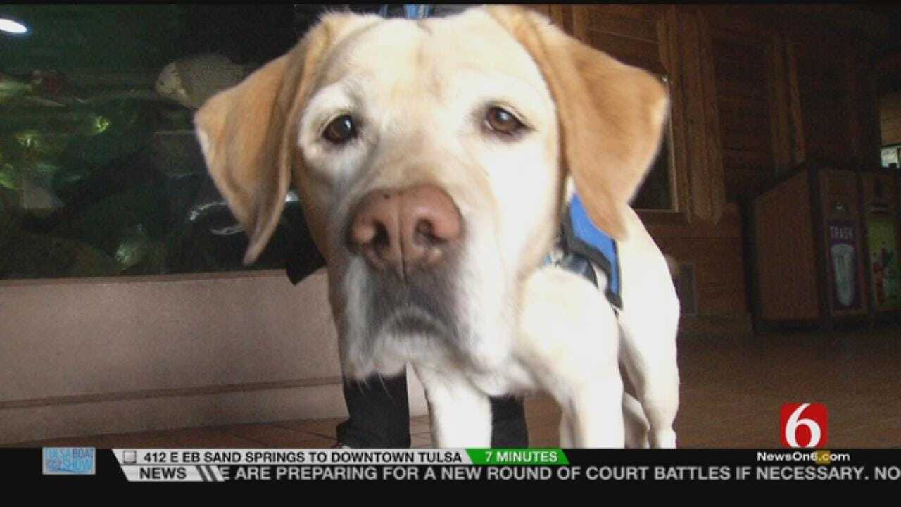 Wild Wednesday: Retired Service Dog Helps Tulsa Zoo's Animals Adapt To Service Dogs