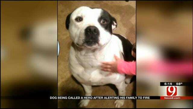 Edmond Dog Hailed A Hero For Saving Family From Fire
