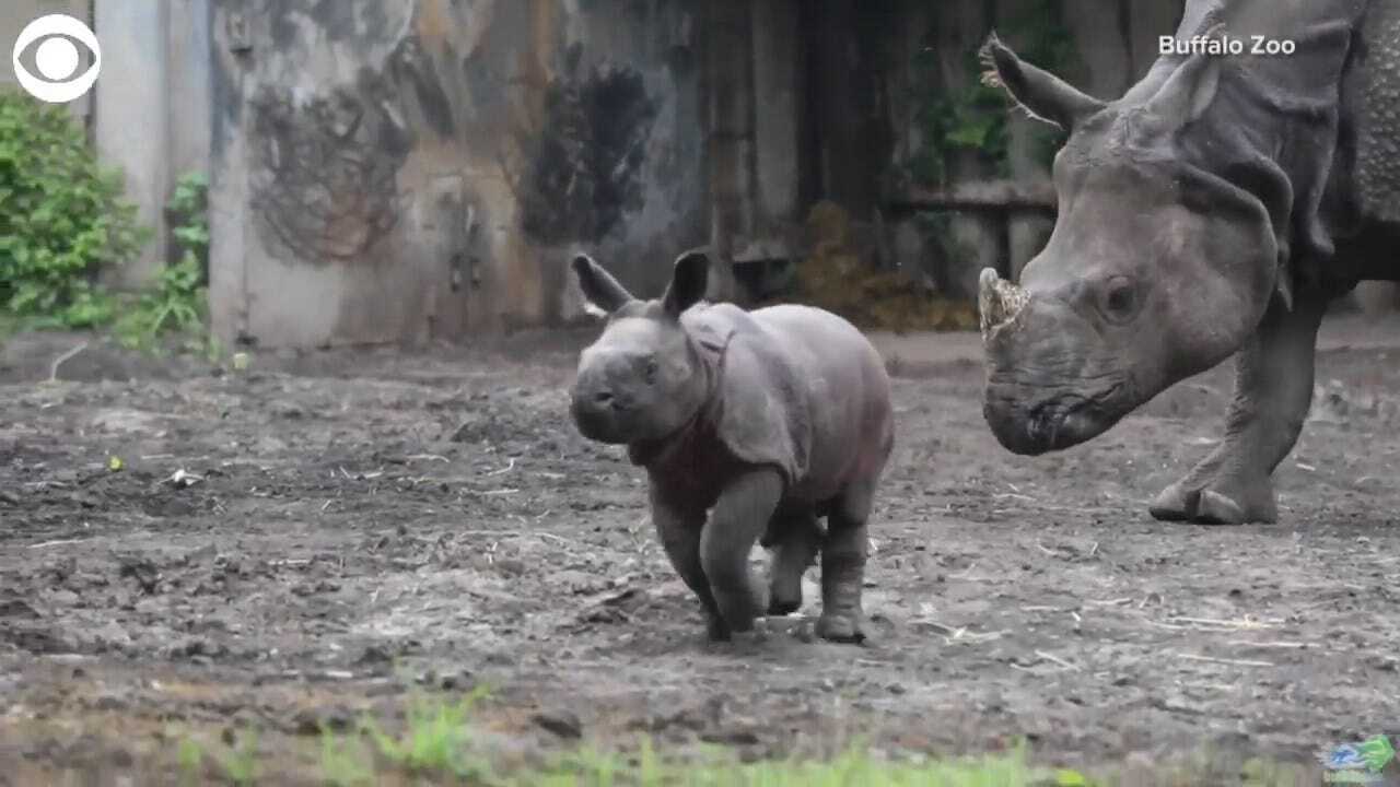 SO CUTE: Baby Rhino Makes His Public Debut