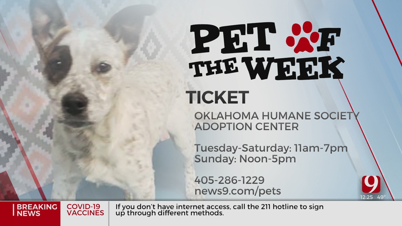 Pet Of The Week: Ticket