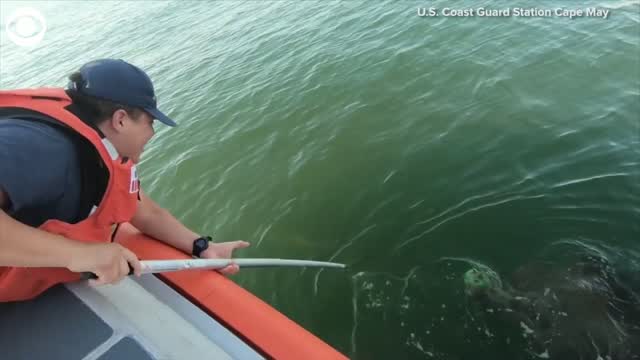 Watch: U.S. Coast Guard Rescues Loggerhead Turtle