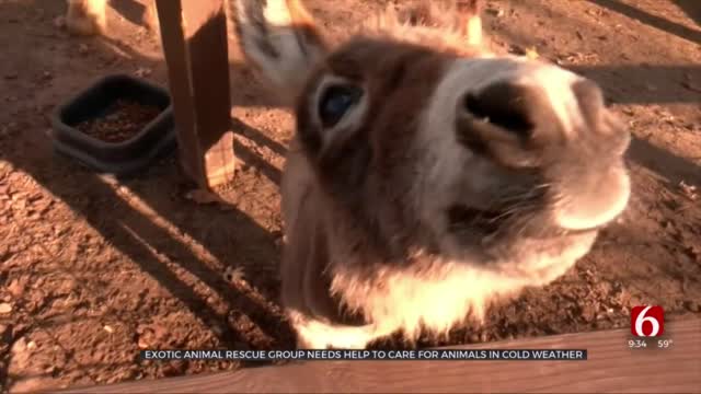 Exotic Animal Rescue Group Seeking Help To Care For Animals During Winter 
