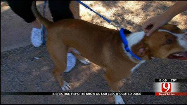 OU Lab Under Fire For Electrocuting Dogs For Medical Research
