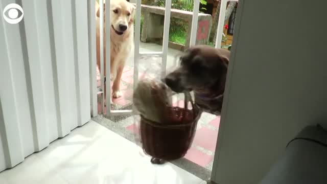 Watch: Dog Helps Deliver Food In Colombia