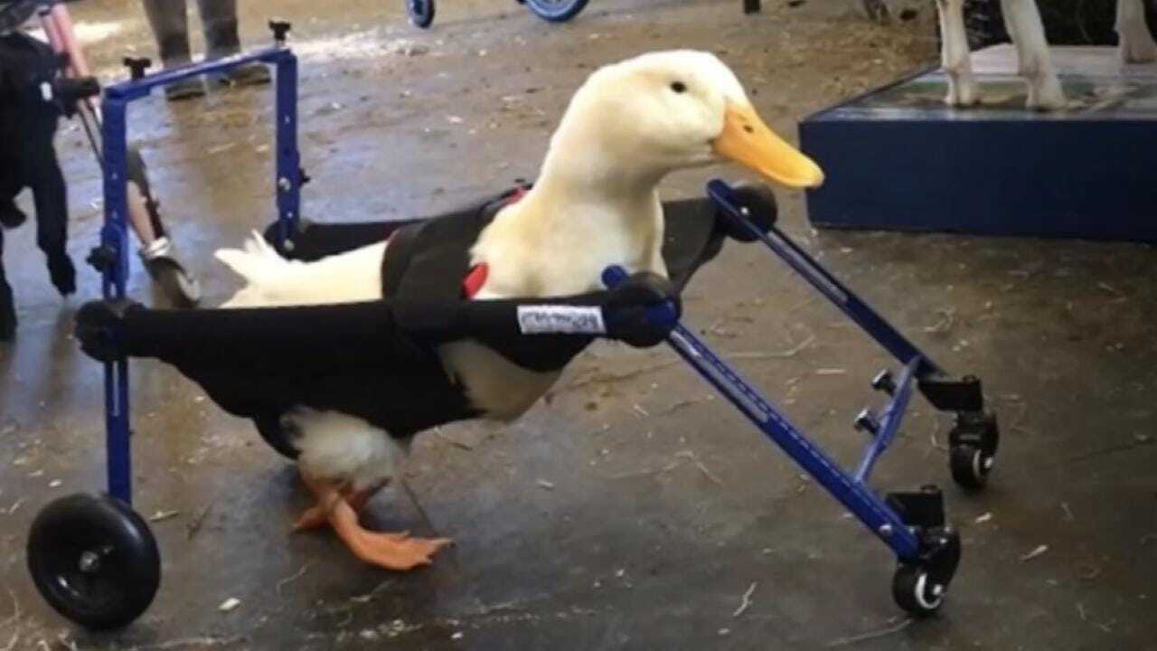 Disabled Duck Gets Rolling With Custom Wheelchair