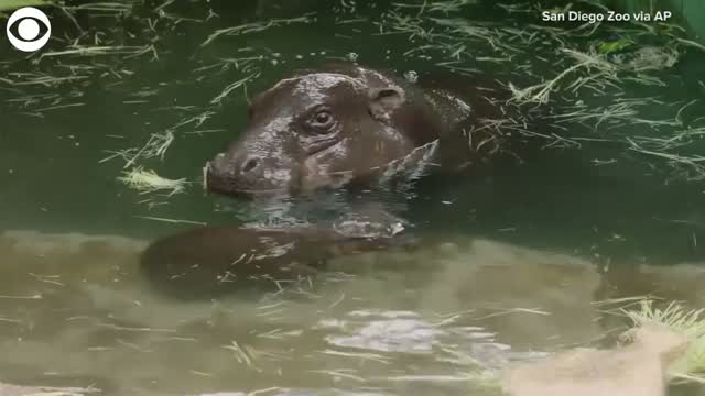 Watch: Endangered Baby Pygmy Hippo Explores Surroundings