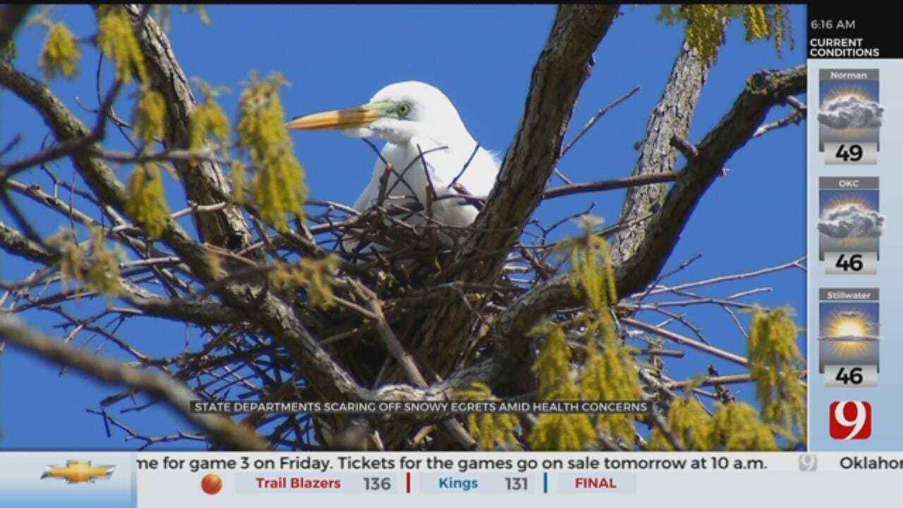 State Department Scaring Off Snowy Egrets At Thousand Oaks Amid Health Concerns