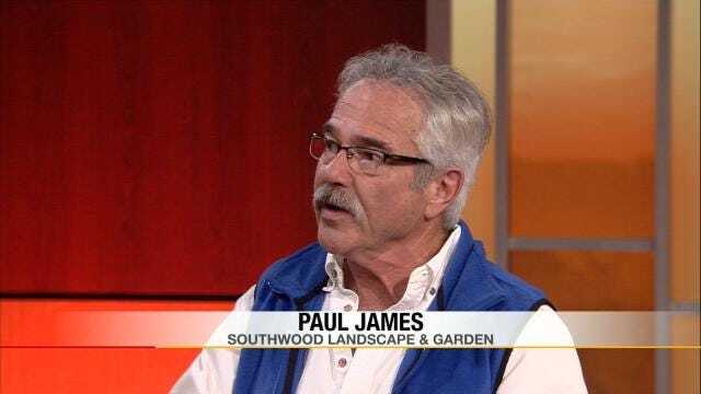 Paul James From Southwood Landscape & Garden Talks Tomato Plants