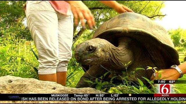 Wild Wednesday: Aldabra Giant Tortoise