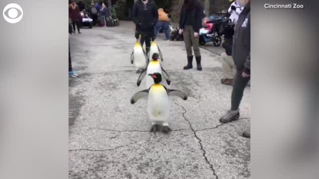 Watch: Penguins Go On Parade At Cincinnati Zoo