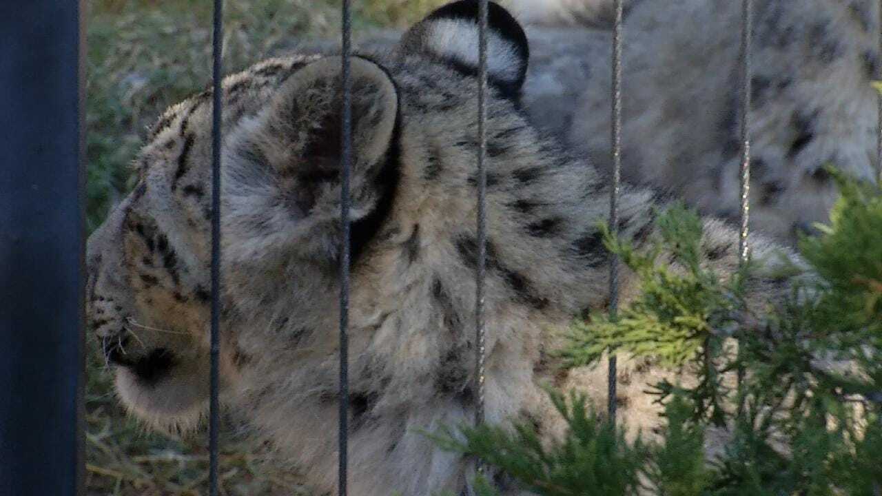Wild Wednesday: Visiting The Snow Leopard Family At The Tulsa Zoo