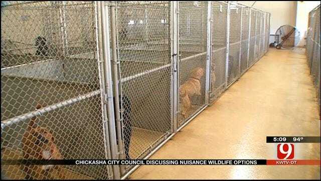 Chickasha City Council Discussing Nuisance Wildlife Options