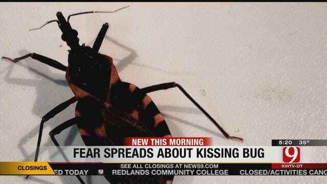 Should We Fear The 'Kissing Bug?'
