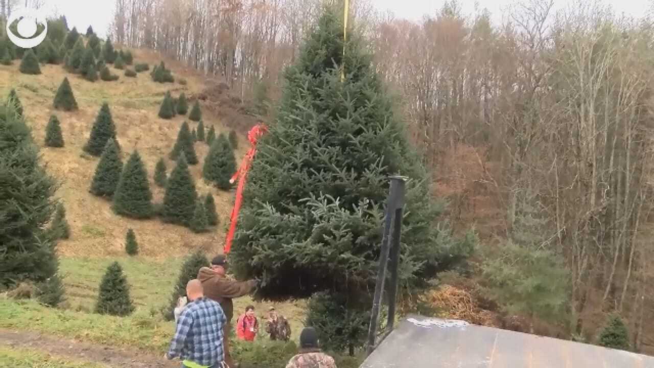 White House Christmas Tree Picked