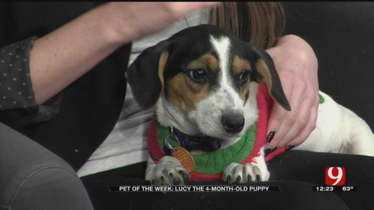 Pet of the Week: Lucy