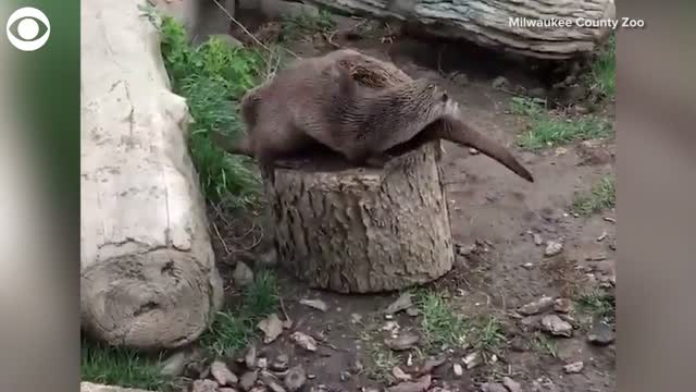 Watch: Otters Struggle To Share A Log
