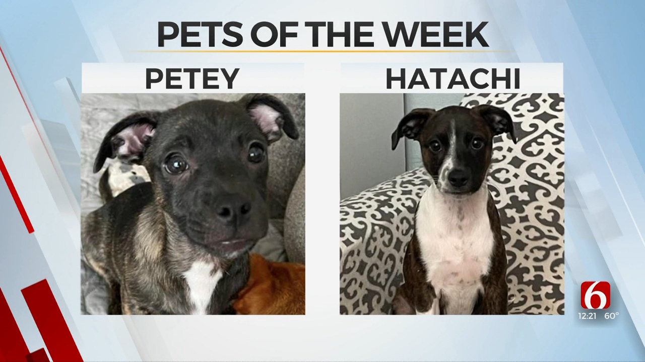 Pet of the Week: Petey and Hatachi
