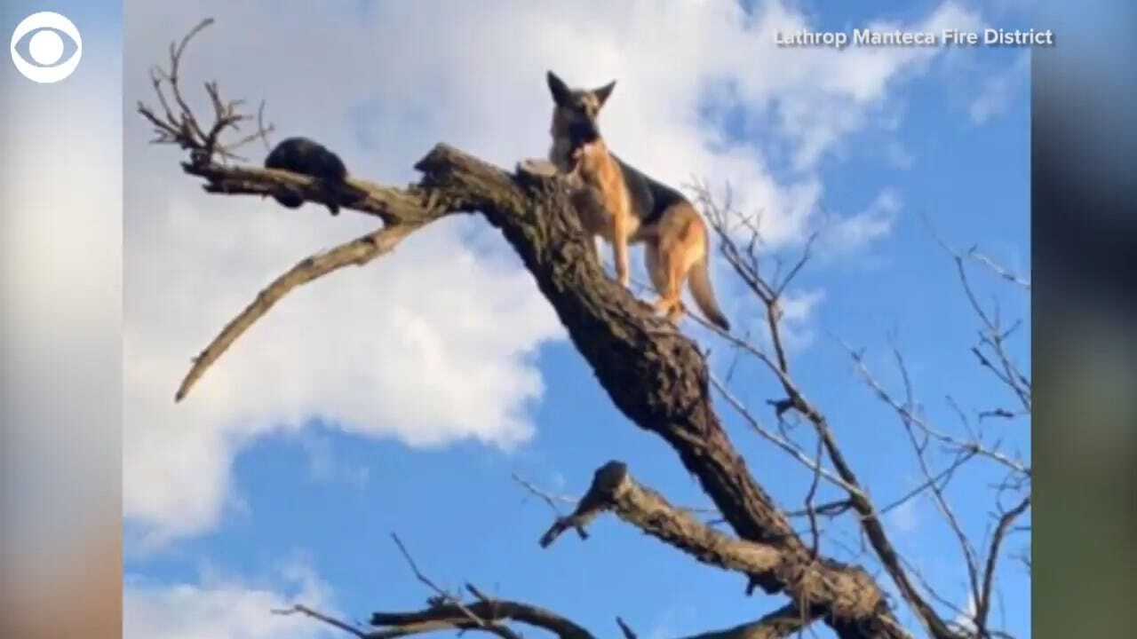 WATCH: Firefighters Save A Dog, A Cat After They Get Stuck In A Tree