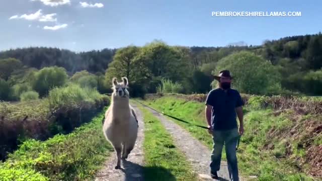 WATCH: Max The Llama Delivers Packages During Coronavirus Pandemic