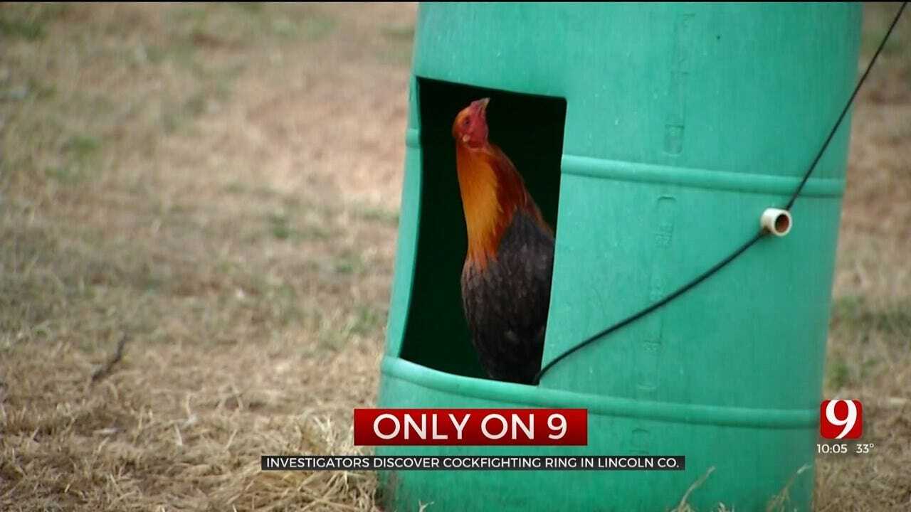 Only On 9: Cockfighting Ring Discovered Near Harrah When Officers Served A Search Warrant