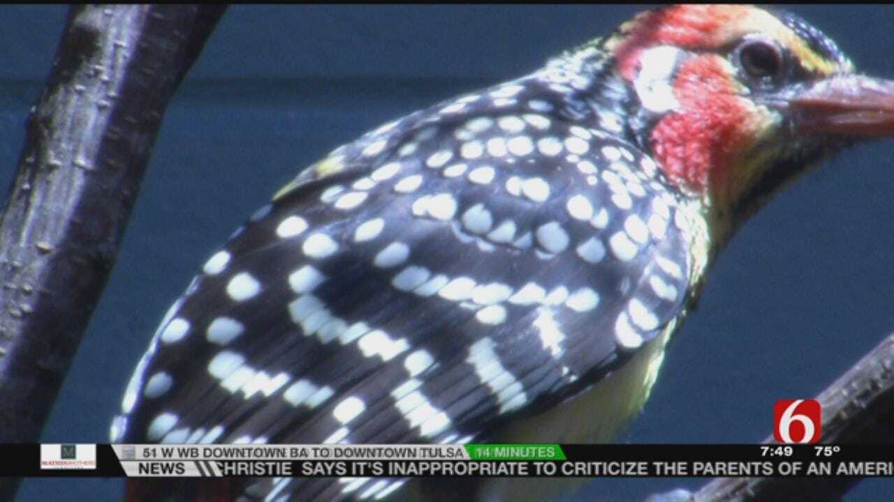 Wild Wednesday: African Barbets At The Tulsa Zoo