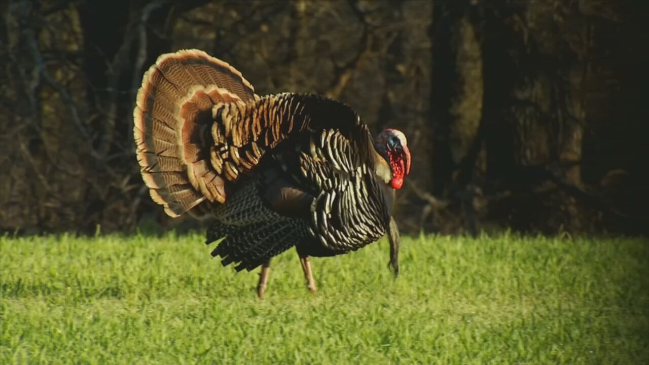Oklahoma Researchers Look Into Concerning Trend About Declining Turkey Population