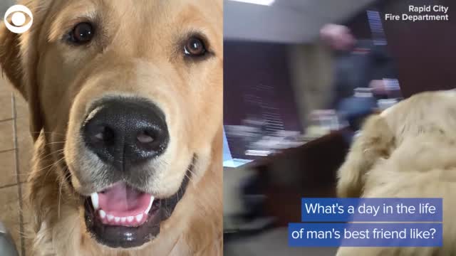 Watch: A Day In The Life Of A Fire Station Dog