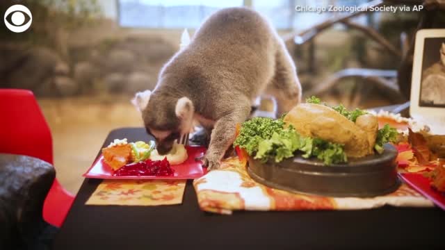 Watch: Lemurs Enjoy A Thanksgiving Feast