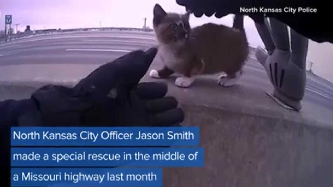 Kitten Has Lucky Escape Thanks To Missouri Officer