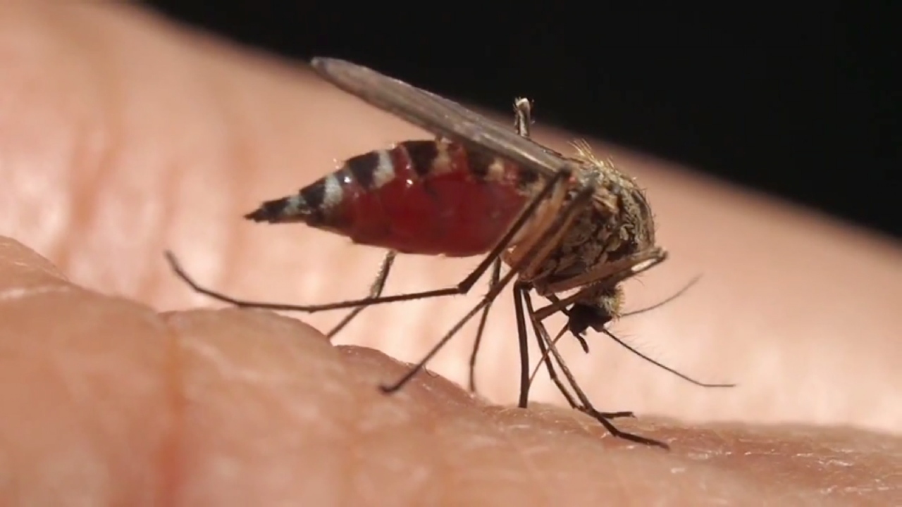Oklahoma Reports First West Nile Virus Death Of 2022