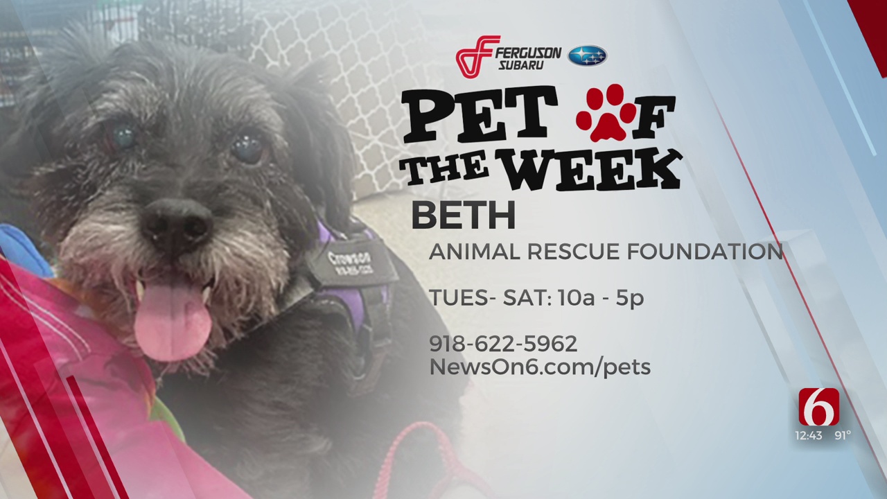 Pet Of The Week: Beth The Terrier Mix