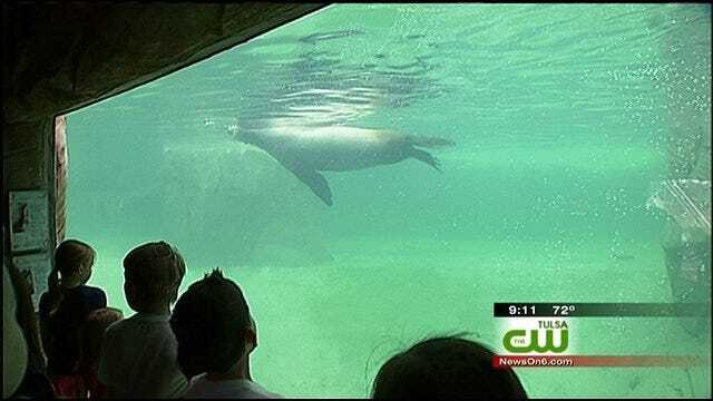 Sea Lion Exhibit Opens At Tulsa Zoo