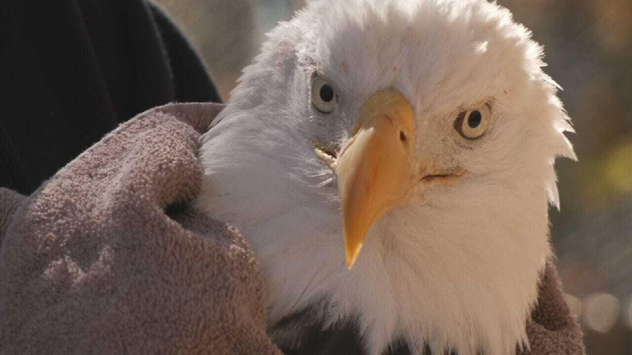 Bald Eagle Released After Being Struck By A Car In Muskogee