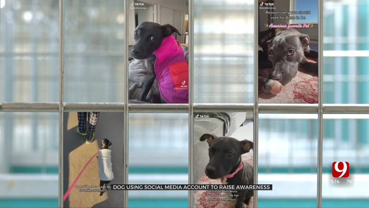 Viral Sensation: Pup Helps Raise Awareness For Oklahoma City Animal Welfare 
