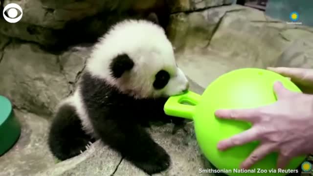 WATCH: Baby Panda Plays, Snacks During His Virtual Debut