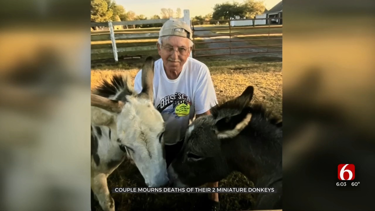 Owner Believes Mini Donkeys Killed In Mounds Were Shot; Creek County Deputies Investigate