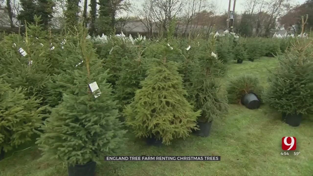 Company Offers Live Christmas Tree Rental 