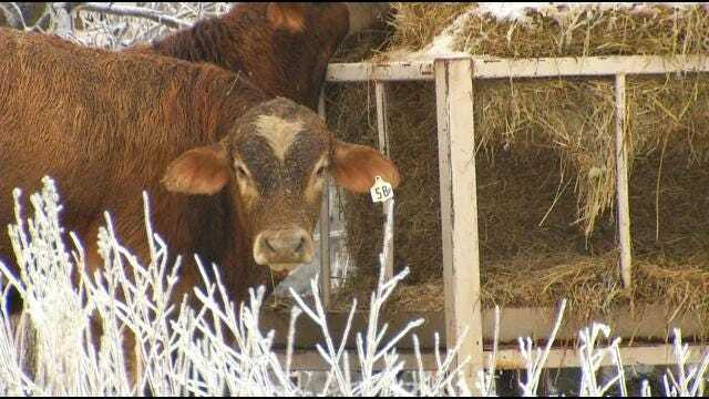 Oklahoma Residents Hope More Winter Weather Will Ease Drought