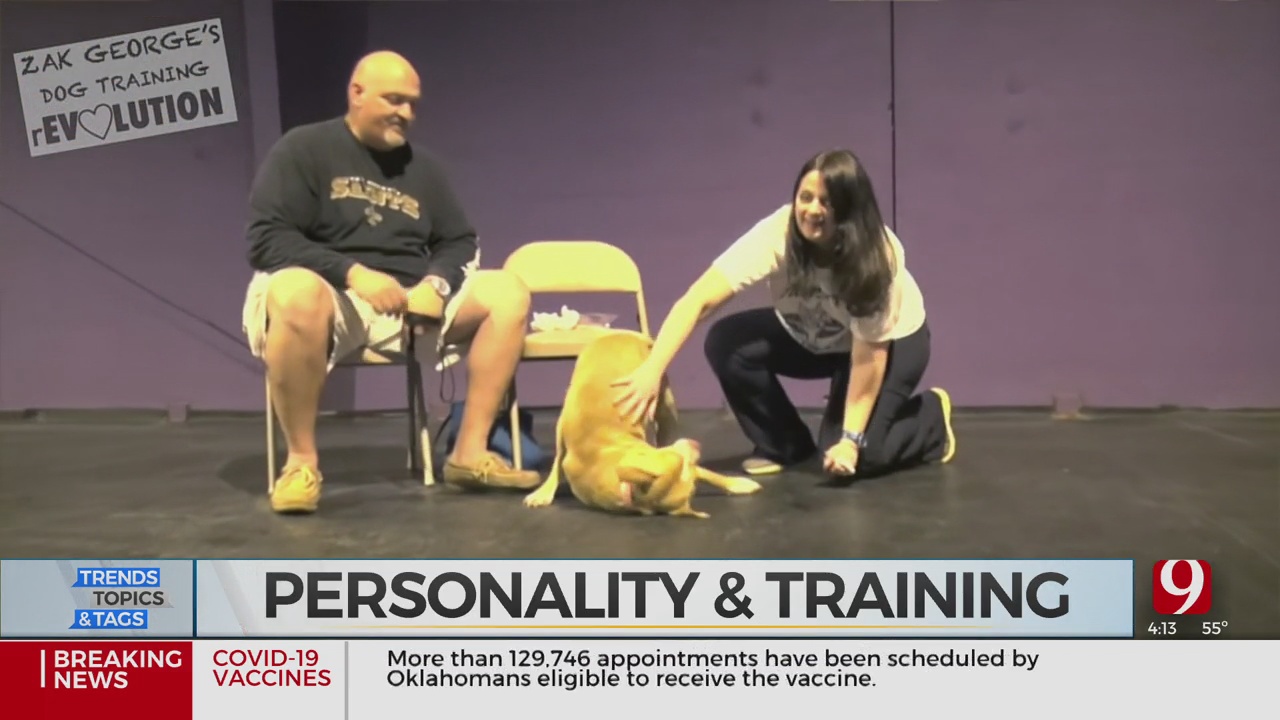 Trends, Topics & Tags: Human Personality & Dog Training