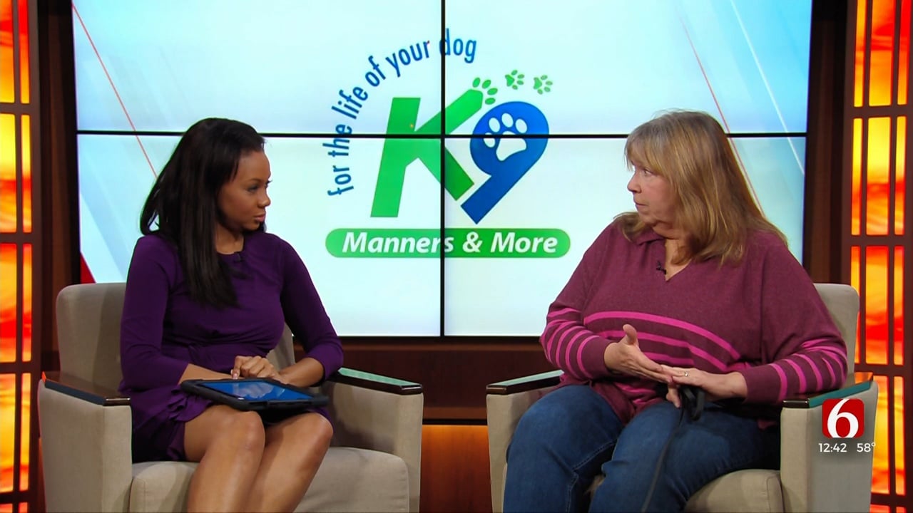 K9 Manners & More: How To Stop My Dogs From Trying To Herd People